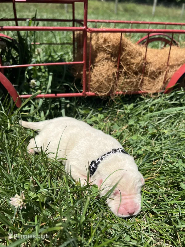 AKC Yellow Labrador Retriever  – Labrador Retriever puppy for sale in White Sulphur Springs, WV