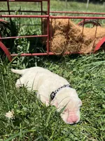 AKC Yellow Labrador Retriever , a male Labrador Retriever for sale in White Sulphur Springs, WV – 1 of 2