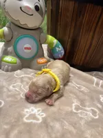 AKC Golden Retriever , a male Golden Retriever for sale in White Sulphur Springs, WV – 2 of 2