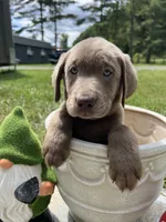 Discounted Ready to Go AKC Silver Labrador Retriever , a male Labrador Retriever for sale in White Sulphur Springs, WV – 1 of 2