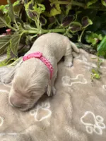 AKC Golden Retriever , a female Golden Retriever for sale in White Sulphur Springs, WV – 2 of 2