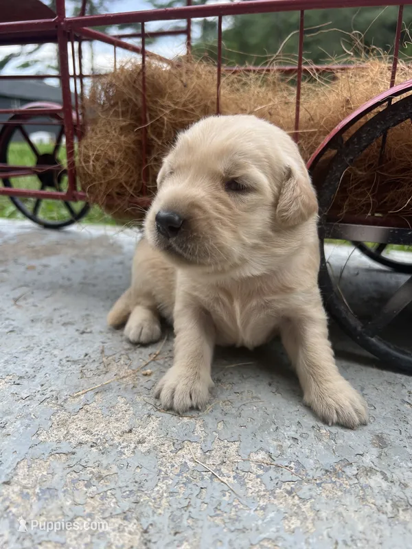 AKC Golden Retriever  – Golden Retriever puppy for sale in White Sulphur Springs, WV