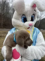 Ready to Go AKC Silver Labrador Retriever , a male Labrador Retriever for sale in White Sulphur Springs, WV – Photo 2 of 2