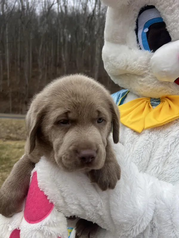 Ready to Go AKC Silver Labrador Retriever  – Labrador Retriever puppy for sale in White Sulphur Springs, WV