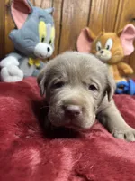 AKC Labrador Retriever , a male Labrador Retriever for sale in White Sulphur Springs, WV – Photo 2 of 2