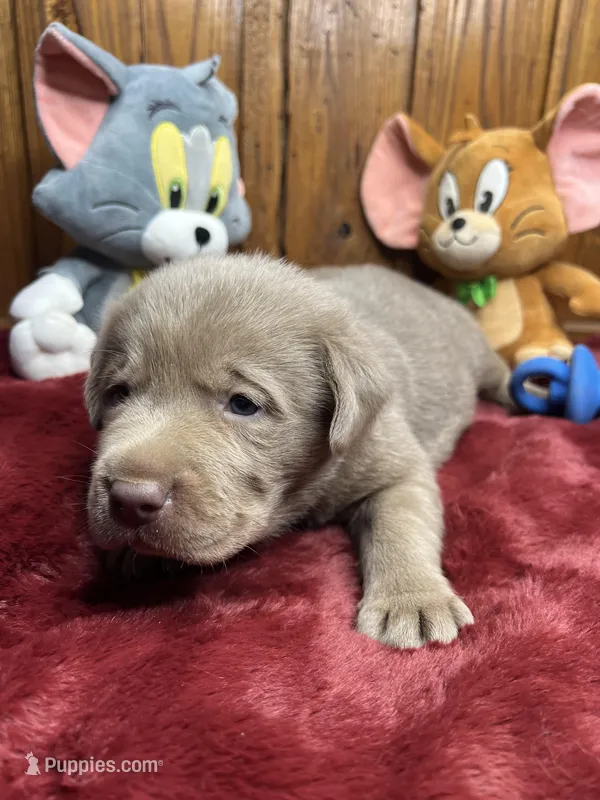 AKC Labrador Retriever 