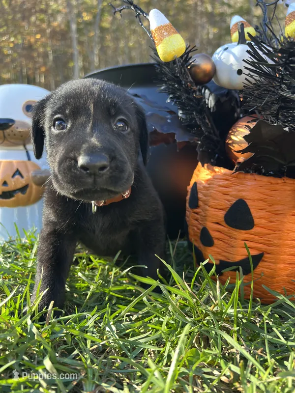 Black Labrador Retriever  – Labrador Retriever puppy for sale in White Sulphur Springs, WV