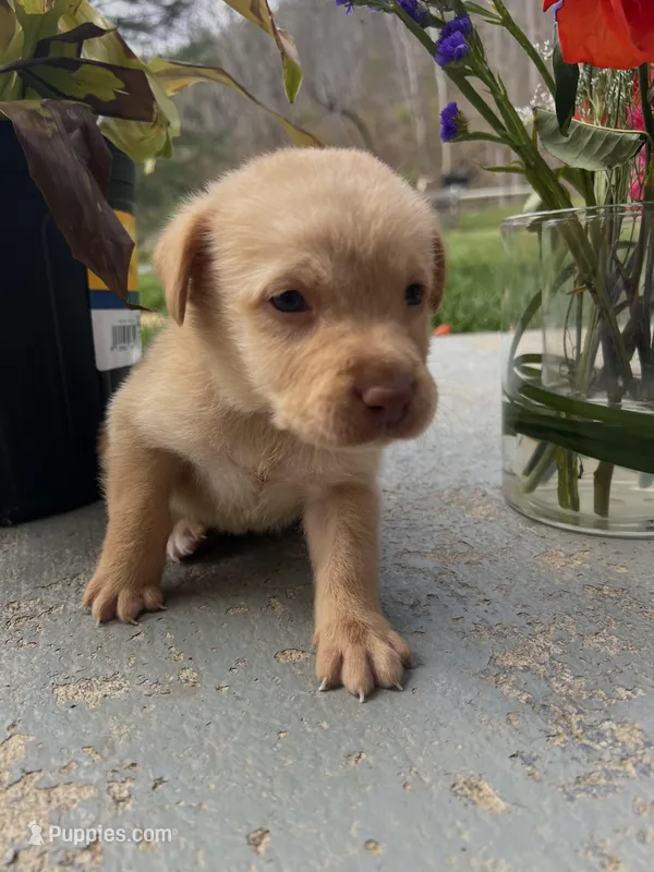 AKC Fox Red Labrador Retriever  – Labrador Retriever puppy for sale in White Sulphur Springs, WV