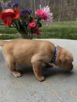 AKC Fox Red Labrador Retriever , a male Labrador Retriever for sale in White Sulphur Springs, WV – Photo 2 of 2