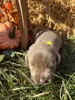 AKC Silver Labrador Retriever , a male Labrador Retriever for sale in White Sulphur Springs, WV – 2 of 2