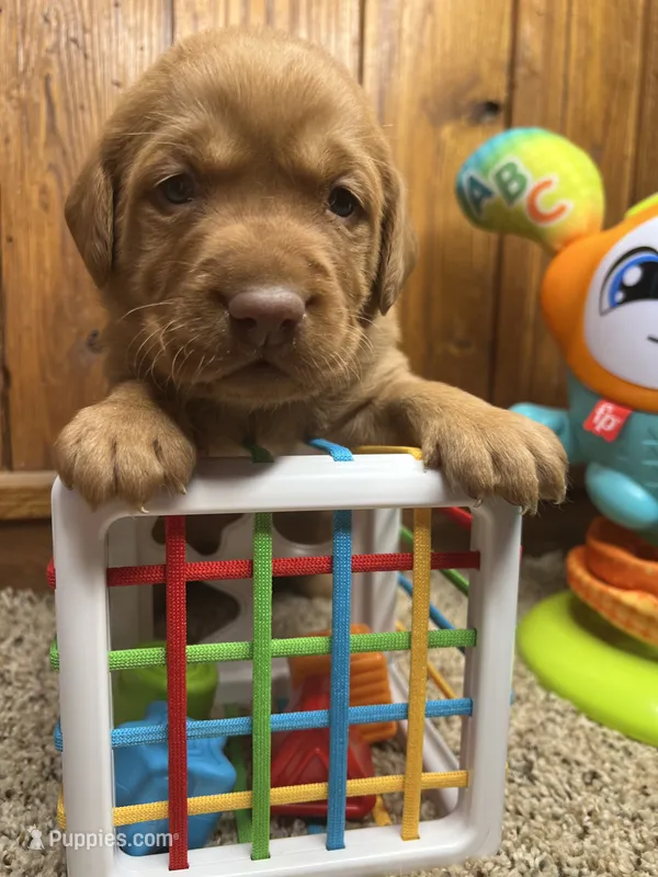 AKC Fox Red Labrador Retriever