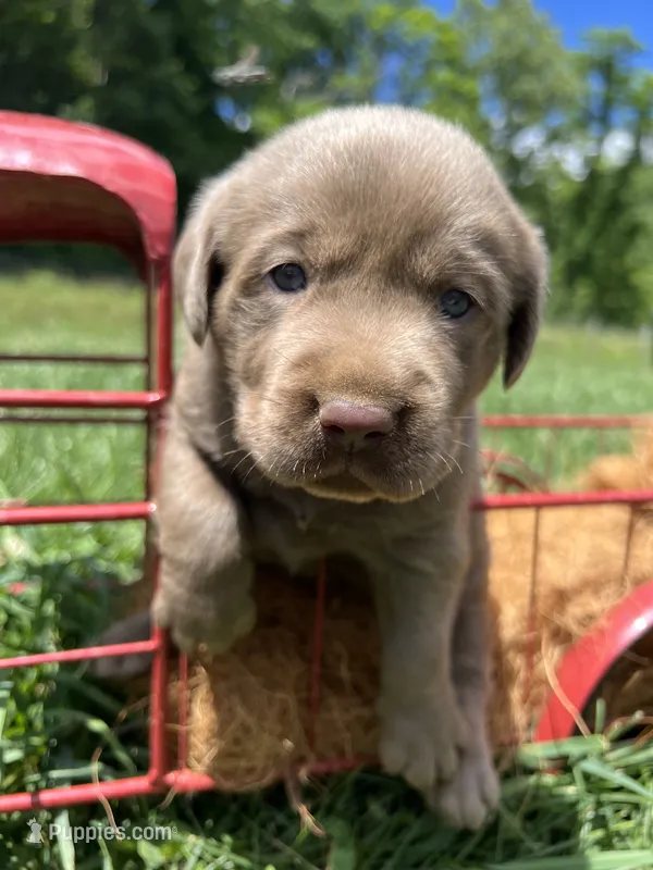 AKC Silver Labrador Retriever  – Labrador Retriever puppy for sale in White Sulphur Springs, WV