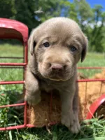 AKC Silver Labrador Retriever , a male Labrador Retriever for sale in White Sulphur Springs, WV – 1 of 2