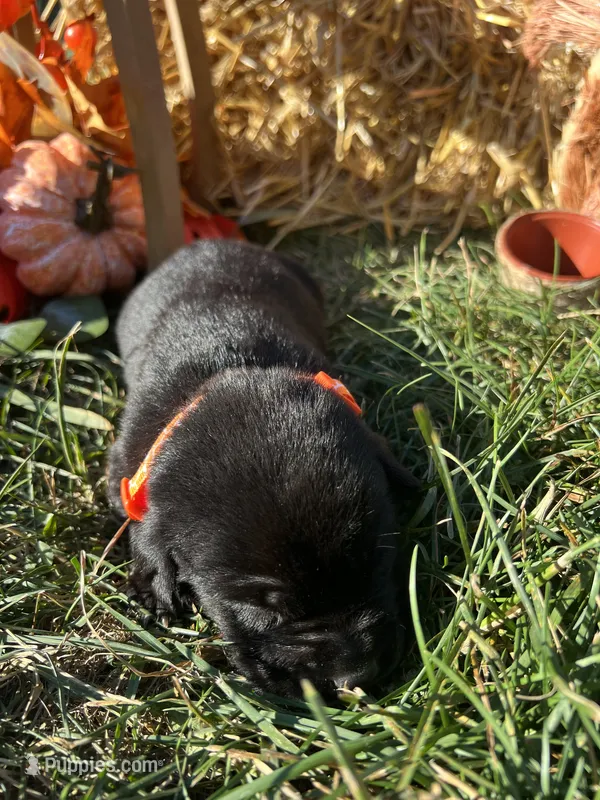 AKC Labrador Retriever  – Labrador Retriever puppy for sale in White Sulphur Springs, WV