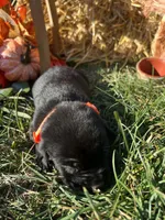 AKC Labrador Retriever , a male Labrador Retriever for sale in White Sulphur Springs, WV – 1 of 2