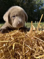 Discounted AKC Silver Labrador Retriever , a female Labrador Retriever for sale in White Sulphur Springs, WV – 2 of 2