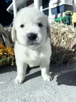 Discounted AKC Russian Golden Retriever , a male Golden Retriever for sale in White Sulphur Springs, WV – 2 of 4