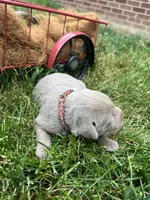 AKC Silver Labrador Retriever , a male Labrador Retriever for sale in White Sulphur Springs, WV – 2 of 2