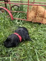AKC Black Labrador Retriever , a male Labrador Retriever for sale in White Sulphur Springs, WV – 2 of 2