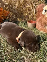 AKC Chocolate Labrador Retriever , a male Labrador Retriever for sale in White Sulphur Springs, WV – 2 of 2