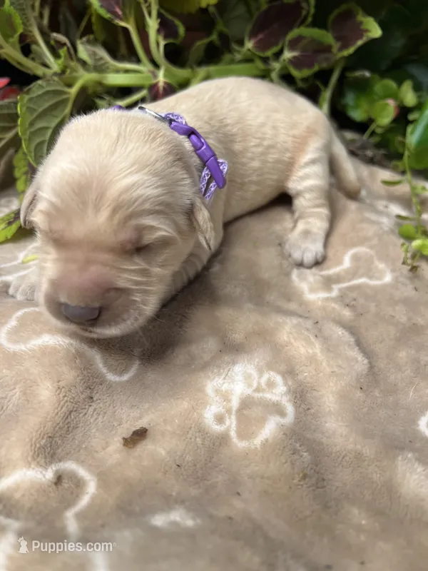 AKC Golden Retriever  – Golden Retriever puppy for sale in White Sulphur Springs, WV