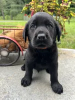 Ready to Go AKC Black Labrador Retriever , a male Labrador Retriever for sale in White Sulphur Springs, WV – 2 of 2