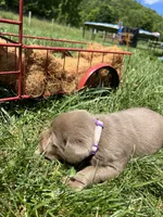 AKC Silver Labrador Retriever , a female Labrador Retriever for sale in White Sulphur Springs, WV – 2 of 2