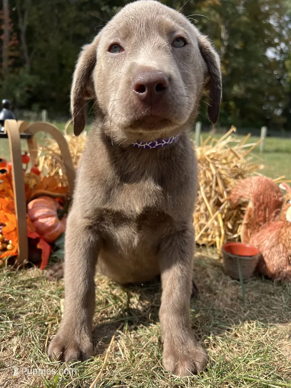 Discounted Ready to Go Labrador Retriever  – Labrador Retriever puppy for sale in White Sulphur Springs, WV