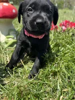 Ready to Go Black Labrador Retriever , a female Labrador Retriever for sale in White Sulphur Springs, WV – 1 of 2