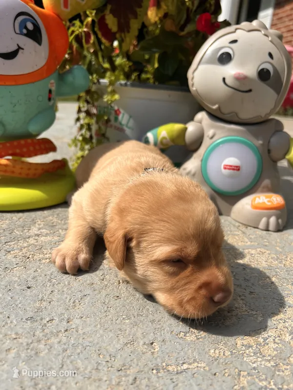 AKC Fox Red Labrador Retriever  – Labrador Retriever puppy for sale in White Sulphur Springs, WV