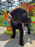 Ready to Go Labrador Retriever , a male Labrador Retriever for sale in White Sulphur Springs, WV – 2 of 2