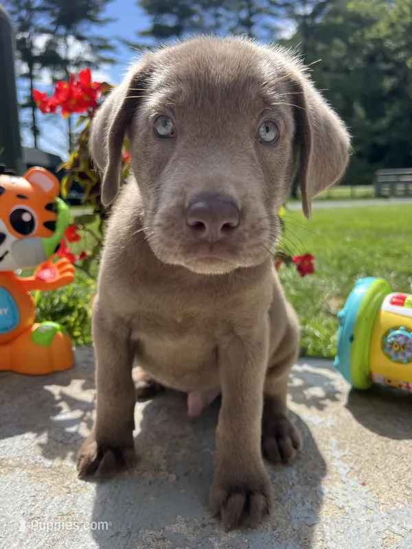 Ready to Go Silver AKC Labrador Retriever  – Labrador Retriever puppy for sale in White Sulphur Springs, WV