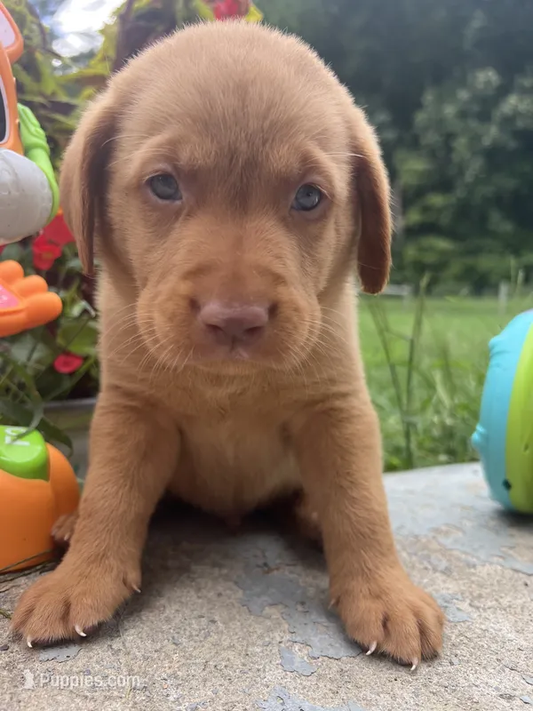 AKC Fox Red Labrador Retriever  – Labrador Retriever puppy for sale in White Sulphur Springs, WV