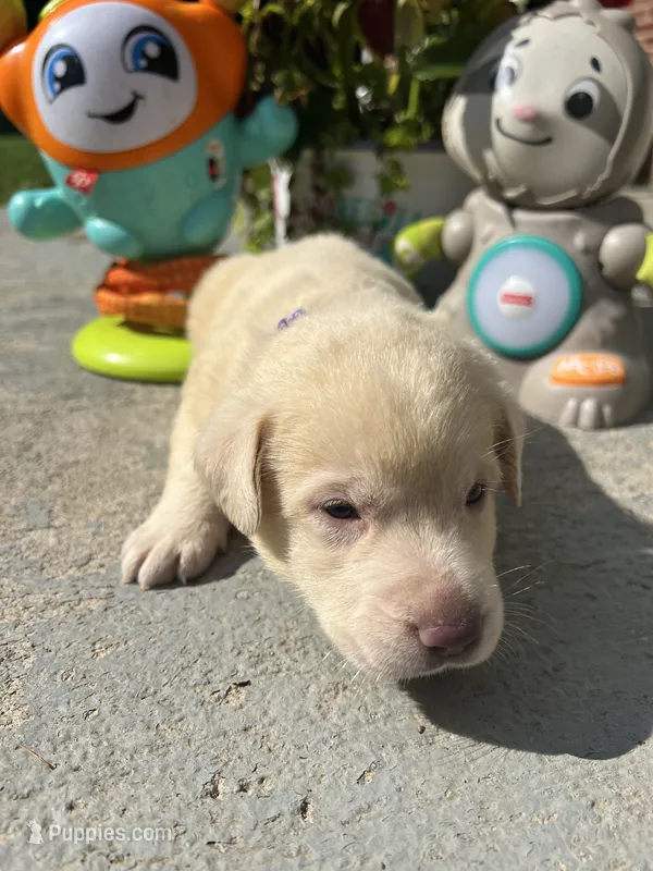 Ready to Go AKC Labrador Retriever  – Labrador Retriever puppy for sale in White Sulphur Springs, WV