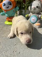 Ready to Go AKC Labrador Retriever , a female Labrador Retriever for sale in White Sulphur Springs, WV – 1 of 1