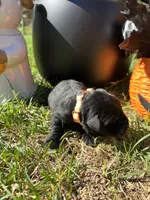 AKC Black Labrador Retriever , a male Labrador Retriever for sale in White Sulphur Springs, WV – 2 of 2