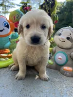 AKC Golden Retriever , a male Golden Retriever for sale in White Sulphur Springs, WV – 3 of 3