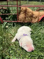 AKC Yellow Labrador Retriever , a female Labrador Retriever for sale in White Sulphur Springs, WV – 2 of 2