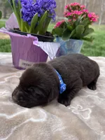 AKC Chocolate Labrador Retriever , a male Labrador Retriever for sale in White Sulphur Springs, WV – Photo 2 of 2
