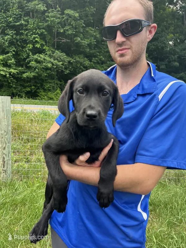 Ready to Go Home Black Labrador Retriever  – Labrador Retriever puppy for sale in White Sulphur Springs, WV