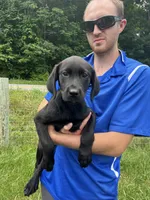 Ready to Go Home Black Labrador Retriever , a female Labrador Retriever for sale in White Sulphur Springs, WV – 1 of 2