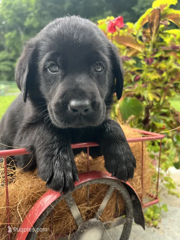 Ready to Go AKC Black Labrador Retriever  – Labrador Retriever puppy for sale in White Sulphur Springs, WV