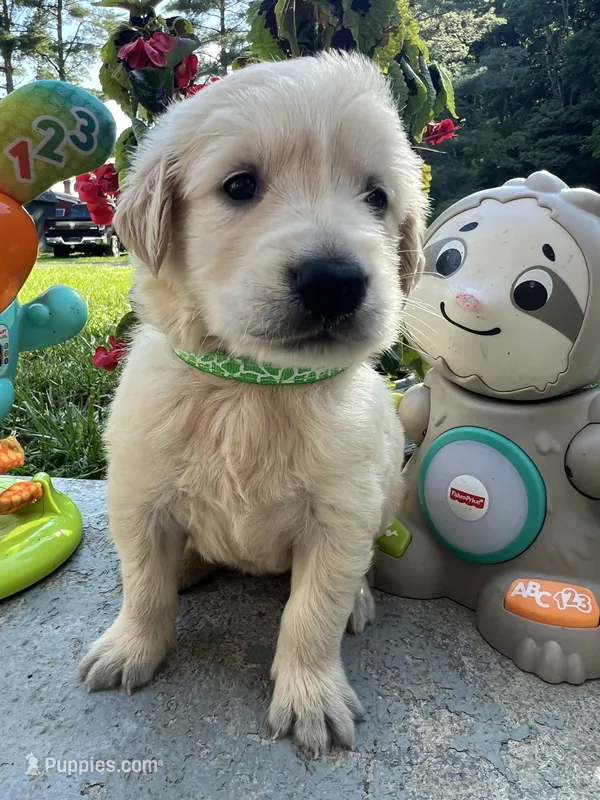 AKC Golden Retriever  – Golden Retriever puppy for sale in White Sulphur Springs, WV