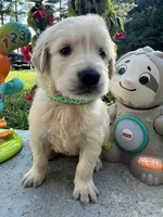 AKC Golden Retriever , a male Golden Retriever for sale in White Sulphur Springs, WV – 1 of 3