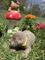 AKC Silver Labrador Retriever , a male Labrador Retriever for sale in White Sulphur Springs, WV – 4 of 4