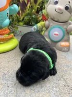 AKC Labrador Retriever , a female Labrador Retriever for sale in White Sulphur Springs, WV – 2 of 2
