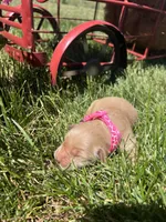AKC Golden Retriever , a female Golden Retriever for sale in White Sulphur Springs, WV – 2 of 2