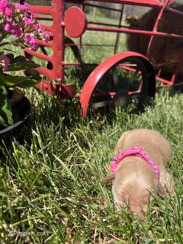 AKC Golden Retriever  – Golden Retriever puppy for sale in White Sulphur Springs, WV