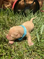 AKC Golden Retriever , a male Golden Retriever for sale in White Sulphur Springs, WV – 1 of 2