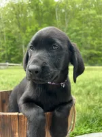 Discounted Ready to Go Labrador Retriever , a female Labrador Retriever for sale in White Sulphur Springs, WV – 2 of 3